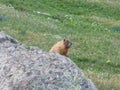 Marmot, the King of American Basin