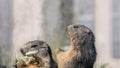 Marmot eating grass. Closeup alpine marmot in the Swiss Alps in summer. Marmota