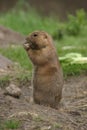 Marmot eating