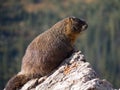 A marmot eyballs me from a rock on the continental divide in Colorado Royalty Free Stock Photo