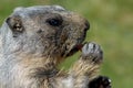 Marmot face Royalty Free Stock Photo