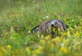 Marmot in the flowering meadow eating a yellow rattleweed