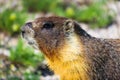 Marmot foraging in Yosemite