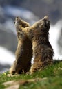 Marmot Games Royalty Free Stock Photo