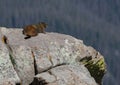 Marmot On Granite Outcropping