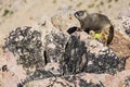 Marmot granite rocks lichen rodent wildlife animal Royalty Free Stock Photo