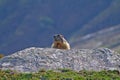 Marmot Groundhog behind a rock