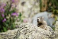 Marmot groundhog emerging from its burrow in the alpine rockies