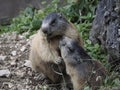 Marmot groundhog outside nest portrait