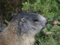 Marmot groundhog outside nest portrait