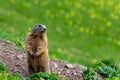 Marmot Groundhog standing in alarm position