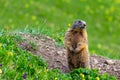 Marmot Groundhog standing in alarm position