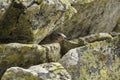 Marmot hidden under rocks Royalty Free Stock Photo