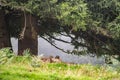 A marmot hiding beneath a big fir tree, High Tauern National Park