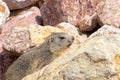 Marmot hiding in the rocks