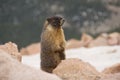 Marmot In The Rocks Royalty Free Stock Photo