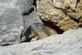 Marmot hiding under a rock in french alps Royalty Free Stock Photo