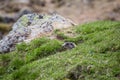 Marmot in a Hole Looking Checking the Area, European Alps