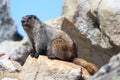 Marmot in Jasper National Park in the Canadian Rockies Royalty Free Stock Photo