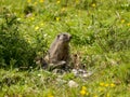 A marmot keeping watch from its den Royalty Free Stock Photo