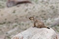 Marmot large squirrel, Ladakh, India Royalty Free Stock Photo