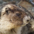 Marmot