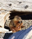 Marmot on the logs