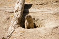 Marmot looking out of the hole Royalty Free Stock Photo