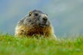 Marmot, Marmota marmota, cute fat animal sitting in the grass with nature rock mountain habitat, Alp, Austria. Animal in the green