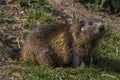 Marmot (Marmota monax) Royalty Free Stock Photo