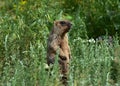 Marmot in a meadow in the steppe Royalty Free Stock Photo