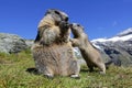 A marmot mother with her curious marmot baby in the high mountains of Austria