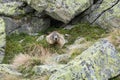 Marmot in a mountain and rock Royalty Free Stock Photo
