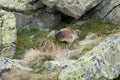 Marmot in a mountain and rock Royalty Free Stock Photo