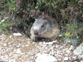 Marmot in a mountain and rock Royalty Free Stock Photo