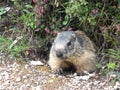 Marmot in a mountain and rock Royalty Free Stock Photo