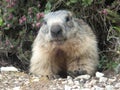 Marmot in a mountain and rock Royalty Free Stock Photo