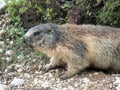 Marmot in a mountain and rock Royalty Free Stock Photo