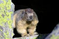 Marmot in mountain. she`s looking for some food