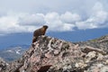Marmot on the Mountain Top