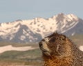 Marmot With Mountain View