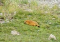 Marmot in the mountains on grass Royalty Free Stock Photo