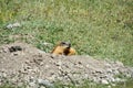 Marmot in the mountains on stones Royalty Free Stock Photo