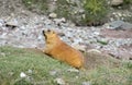 Marmot in the mountains on stones Royalty Free Stock Photo