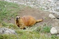 Marmot in the mountains on stones Royalty Free Stock Photo