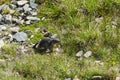 Marmot Murmeltier Royalty Free Stock Photo