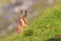 Marmot in the pastures of Fagaras Mountains,Romania. Royalty Free Stock Photo