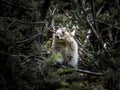 Marmot peeking out