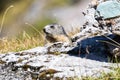 Marmot posing from the Alps Royalty Free Stock Photo