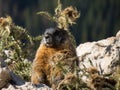 A marmot is prairie doggin from his hole on the continental divide in Colorado Royalty Free Stock Photo